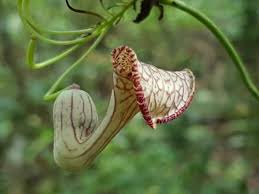Image result for Aristolochia triactina