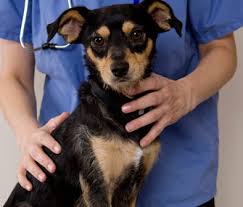 Usually female dogs usually hump for this reason more than the other one, but that said, male dogs are more please folks as bob barker always says: A New Nonsurgical Way To Neuter Male Dogs