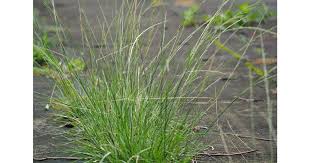 Image result for Sporobolus tenuissimus