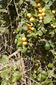 citation neededcultural and religious references. Ziziphus Lotus Wikipedia