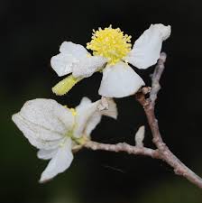 Image result for Trichocladus ellipticus