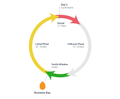 Ovulation Understanding Ovulation To Get Pregnant