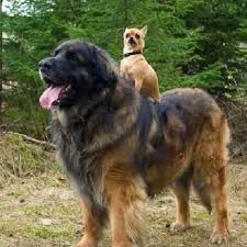 21 Dogs Who Don T Realize How Big They Are Funny Animals Funny Animal Pictures Pets