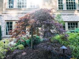 Their long cascading, drooping branches are good landscaping choices as specimen trees to create a focal point. Choose The Best Small Trees Diy