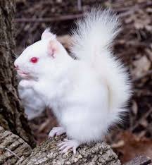 Black And White Squirrel Like Animal Albino Squirrel Albino Animals Animals Beautiful Rare Animals