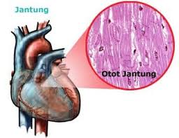 Otot Jantung Sejarah Bagian Lapisan Penyakit Memelihara