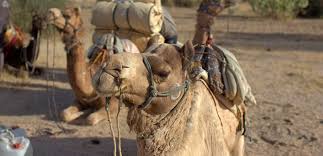 Alternatively, if you would like to install the data in a different location, you need to set. Camel Safari In Dausa