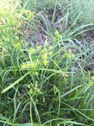 Image result for Kyllinga