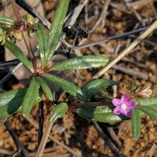 Image result for Gisekia africana