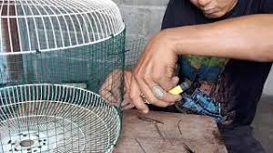 Kuning telur dicampur madu, lalu diaduk hingga mengental. Video Cara Membuat Sangkar Burung Dari Kawat Dawai