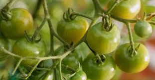 B.t products, such as dipel (dust) and thuricide (liquid concentrate), are effective in the control of hornworms and tomato fruitworms. Are Natural Insecticides Safe What To Know If You Re A Gardener