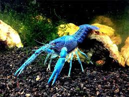 Crayfish Shedding Shell Fish Keeping Freshwater Lobster Fish Tank Crayfish