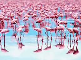 Did you know a group of skunks was called a stench? Why Are Flamingos The Color Pink