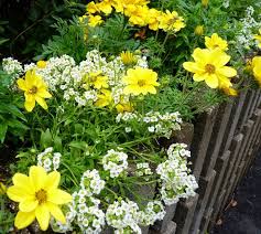 Sweet Alyssum In Spring Combinations Birds And Blooms Alyssum Container Flowers Annual Plants