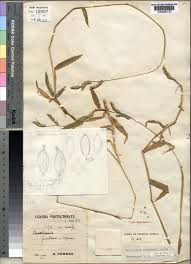 Image result for Urochloa eminii