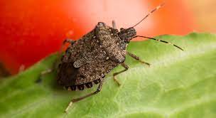 Blend, strain, and spray on plants liberally. How To Get Rid Of Stink Bugs In House Tips For Killing Stink Bugs