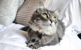 Near you 20+ cat groomers near you. Expat Job Losses In Dubai Force Thousands To Put Pets Up For Adoption Arabianbusiness