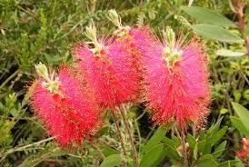 Callistemon Citrinus August 2011 Plants Flowers August