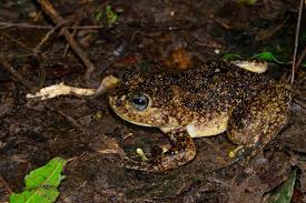 Pin On Frogs