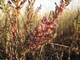 Image result for Suaeda