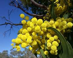 Daffodil general sunshine the sun shines when i am with you. National Flowers By Country National Flower Flower Glossary