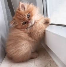 14 Proofs That A Persian Cat Is A Great Choice For Your Family Petpress In 2020 Cute Cats Cats Pretty Cats