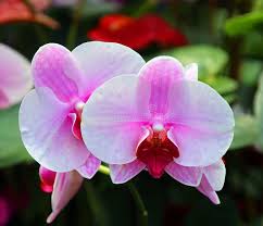 Image result for Orchidaceae