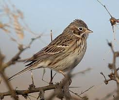 Sparrow Brown Bird With White Stripes On Wings And Tail Song Sparrow Song Sparrow Sparrow Birds