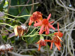 Image result for Pseudogynoxys