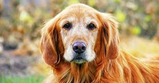 Dogs who enjoy good fun, followed by a nap. Exercising Your Senior Dog Pdsa