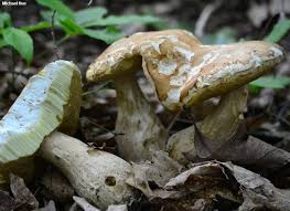 Image result for Xanthoconium separans