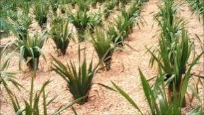 Bagi anda yang masih awam dengan tanam menanam akan beranggapan bahwa cara menanam pandan itu sulit. Cara Menanam Daun Pandan Di Pot Pt Kusuma Dipa Nugraha