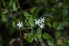 Image result for Jasminum fluminense
