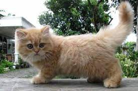 Terdapat dua jenis persia medium, yaitu jenis shorthair dan longhair. 18 Cara Merawat Kucing Persia Medium Yang Benar Kucingklik Com