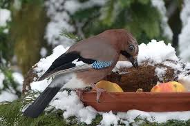 Kostenloses Bild Auf Pixabay Vogel Eichelhaher Futterung Vogel Im Winter Eichelhaher Raben Und Krahen