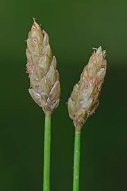 Image result for Eleocharis acutangula