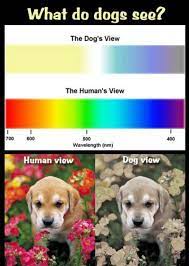 Pin By Jonna Pestrea On Dog Humor Wisdom 3 Dogs What Dogs Animal Help
