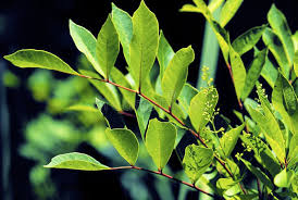 Image result for Rhus Dermatitis