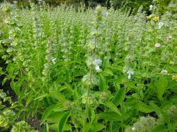 Image result for Ocimum americanum