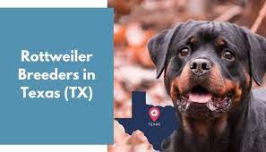 Skip to content fort lauderdale, fl 33301 usa; 14 Rottweiler Breeders In Texas Tx Rottweiler Puppies For Sale Animalfate