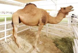 Fcra registration online for gujarat ngo. Camel Milk Processing Waiting For Fssai Nod