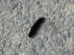 Image result for Melitaea cinxia