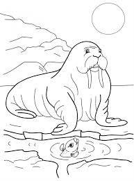 Andreeaion > animale de la poli. Desene Cu Animale De La Polul Nord De Colorat Imagini È™i PlanÈ™e De Colorat Cu Animale De La Poli