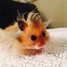 Cute Overload Tiere Niedliche Tiere Susse Hamster