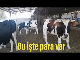 Hayvan Kasima Fircasi Youtube