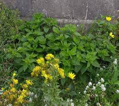 We did not find results for: Marvel Of Peru Marvel Of Peru Four O Clock Flower Wild Flower Finder