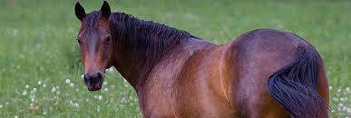 Equine Lyme Disease Doesn T Officially Exist In Australia Here S How It Affected One Nsw Horse The Horse S Back
