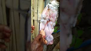 Bagian tubuh yang dinyatakan mengandung racun ttx ini adalah hati, ovarium. Ternyata Begini Cara Membuang Racun Buntal Youtube