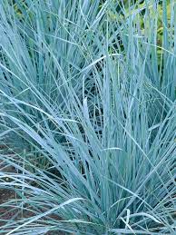 While many ornamental grasses can handle dry soils, fountain grass prefers consistent moisture. Blue Wheatgrass Named For Its Beautiful Blue Color Planning My Dream Garden Pinterest Blue Colors Grasses And Gardens