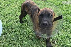 Presa canario puppies tested for health and temperament. Presa Canario Puppy For Sale Near Inland Empire California Presa Canario Breeders In Nc Bird Dog S Bullies Monster Perro De Puppies For Sale Pets Fancy Cats
